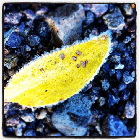 First frost. By Malee Caviness | Caviness, Frost, Photography