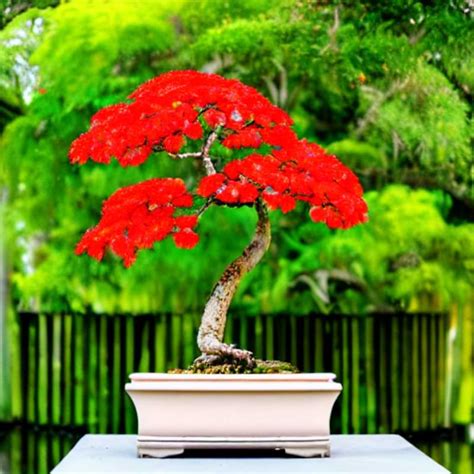 Royal Poinciana Bonsai | Flame Tree Care & Growing Guide