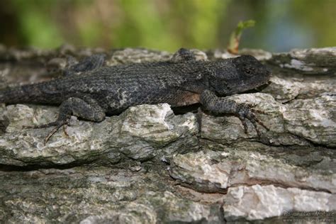 Eastern Fence Lizard (Sceloporus undulatus) - Psychotic Nature