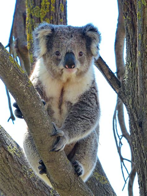 Happy Australia Day! - bright eyes & bushy tail ( oops doe… | Flickr