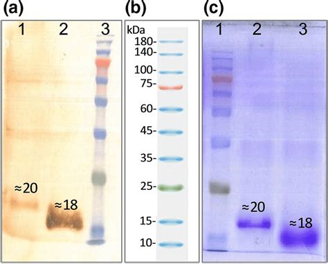 Western blot and SDS-PAGE: a Western blot for proofing polypeptide ...