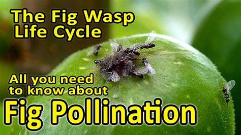 Fig Pollination and Fig Wasp Life Cycle (Blastophaga psenes) - All you ...