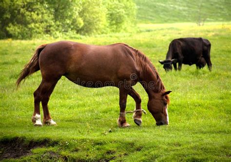 Horse and cow stock photo. Image of breeding, rural, dairy - 19556356