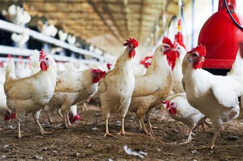 Organic chicken farming - Stock Image - C004/9547 - Science Photo Library