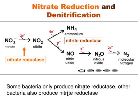 PPT - Ex. 17: Nitrate Respiration (Nitrate Reduction Test) PowerPoint Presentation - ID:2426462