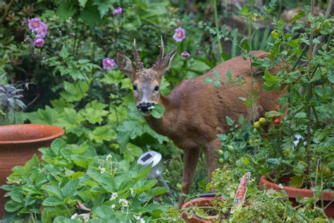 15 Deer Repellent Plants Your Garden Needs | Southern Living