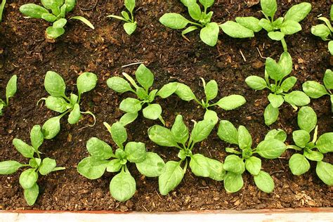 Spinach Seed Starting Tips -- Harvest to Table