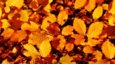 Orange leaves, leaves, fall HD wallpaper | Wallpaper Flare