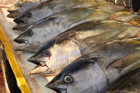 Bigeye Tuna - Facts and Beyond | Biology Dictionary