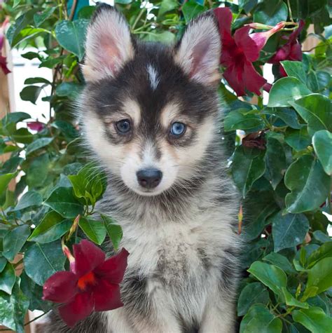 The Pomsky, A Triple-A Crossbreed: Adorable, Active, and Adaptable - K9 Web