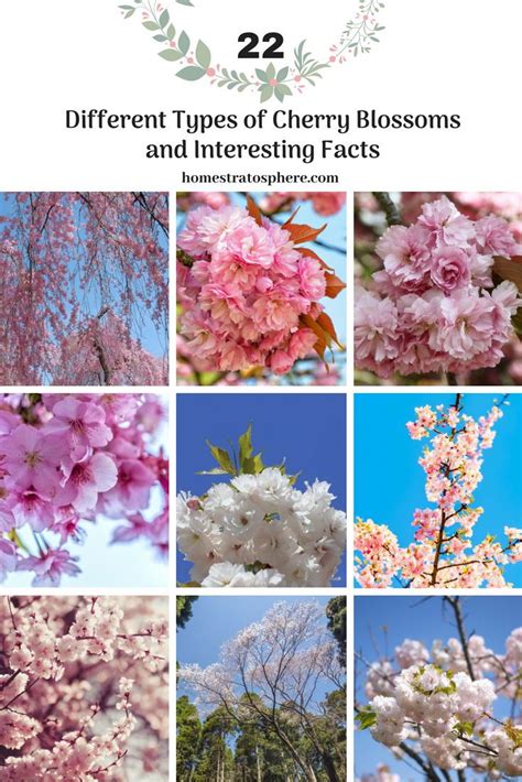 Different Types Of Cherry Trees