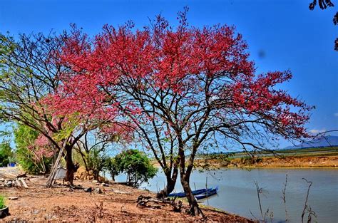 Bông ô môi còn đây bao nỗi nhớ…