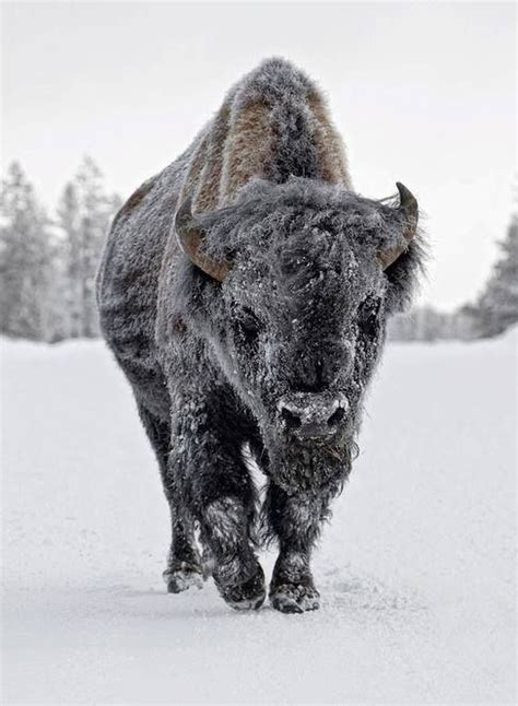 Bison in snow | Majestic animals, Animals wild, Animals beautiful