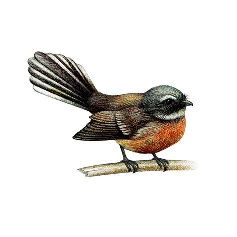 Temporary Tattoo - New Zealand Fantail (Pīwakawaka) - Tattcare Limited