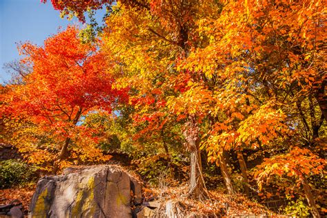83 Images of Fall Foliage: Winter is Coming – Infinite World Wonders