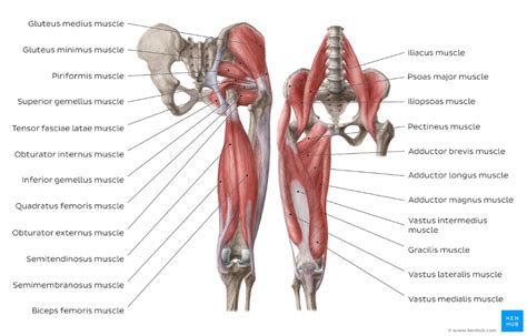 Muscles of the hip and thigh kenhub – Artofit