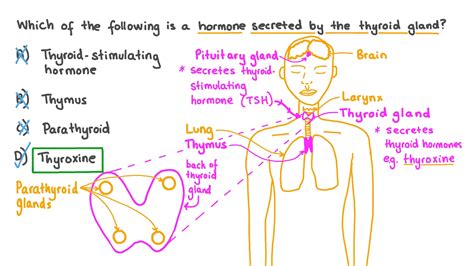 Thyroid Gland Hormones And Functions