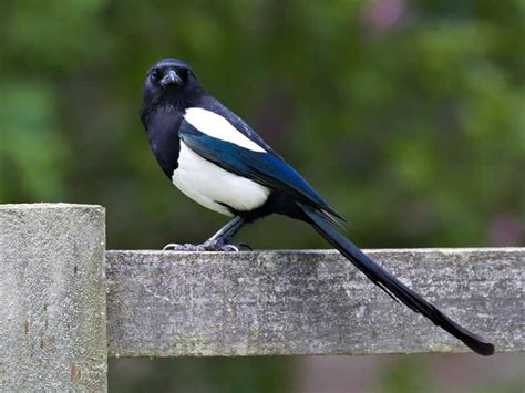 Magpie | Bird Identification Guide | Bird Spot