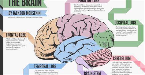 Brain Lobes ~ AP Psychology