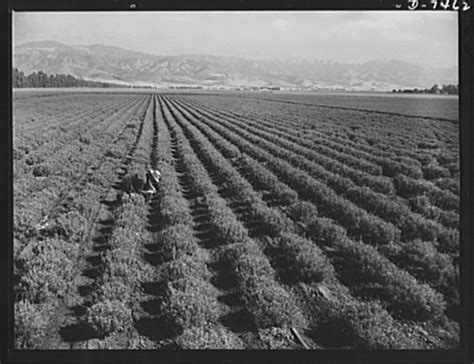 Agriculture. Guayule cultivation. A two year old guayule plantation in the Salinas Valley of ...