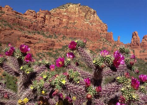 Cactus Blooms | Sedona arizona, Sedona az, Monument valley