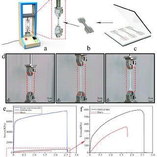 The preparation of artificial skin samples and the mechanical... | Download Scientific Diagram