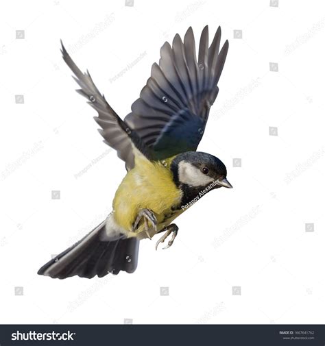 Songbird Flying: Over 11,860 Royalty-Free Licensable Stock Photos | Shutterstock