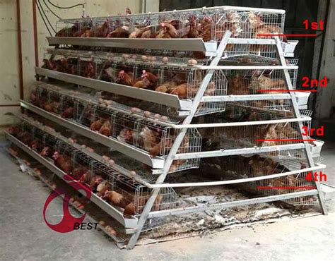 Why some farmers prefer 3 tiers than 4 tiers of chicken cage