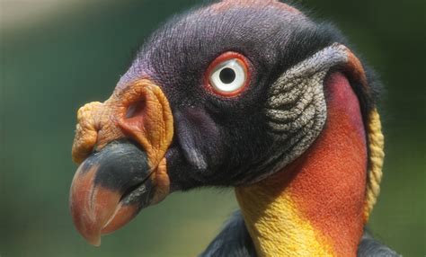 King vulture | Smithsonian's National Zoo and Conservation Biology ...