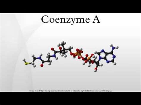 The Functions of Coenzyme A - Proper Nutrition | NutritionOfPower.com