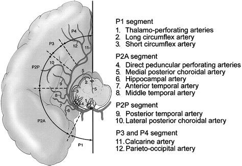 What I Learned Today: Posterior cerebral artery