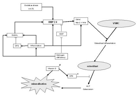 Vascular calcification. Vascular calcification is an active process ...