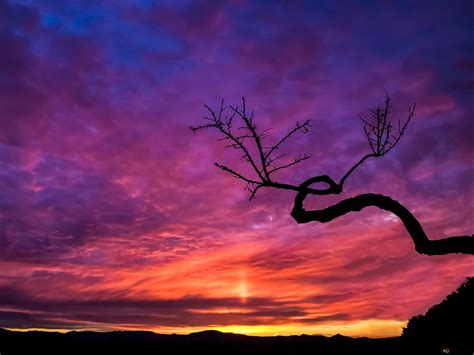 Tree silhouette at sunset 2K wallpaper download