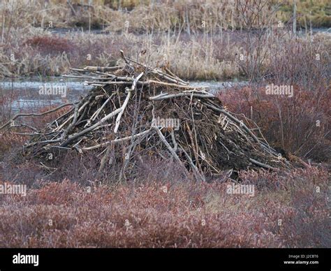 Beaver Habitat High Resolution Stock Photography and Images - Alamy