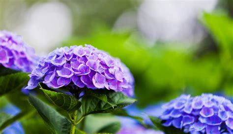 Why Are Hydrangeas Different Colors? | Blog by Bay Ave Plant Company