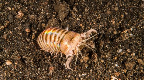 Sand striker: The glittering 'bobbit' worm that chops fish in half with its retractable jaws ...