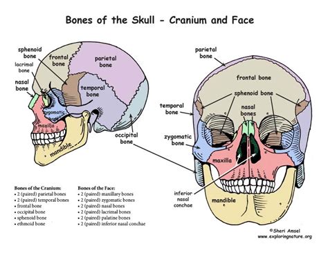 eight bones of the cranium