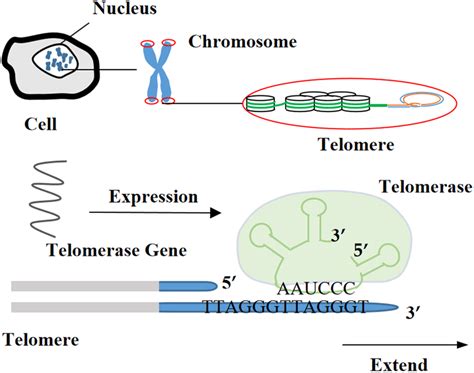 FIGURE E Mechanism of expressing telomerase reverse transcriptase gene. | Download Scientific ...