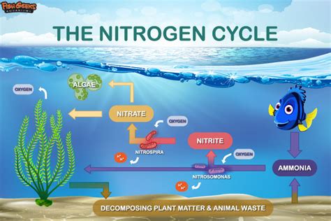 Aquarium Nitrogen Cycle Steps