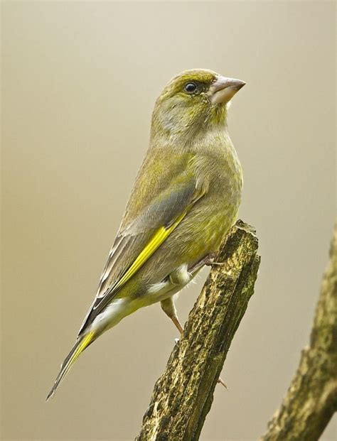 Green Finch | Finches bird, World birds, Backyard birds