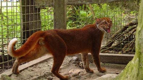 Bay cat – a mysterious cat from Borneo | DinoAnimals.com