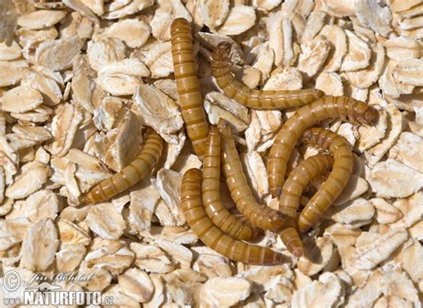 Yellow Mealworm Photos, Yellow Mealworm Images, Nature Wildlife ...