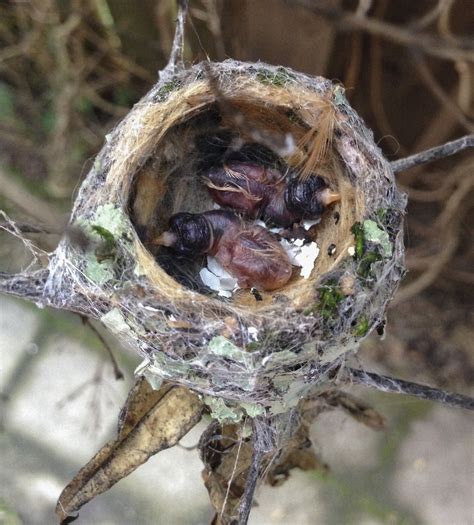 Hummingbirds, From Eggs To Nestlings | IFLScience