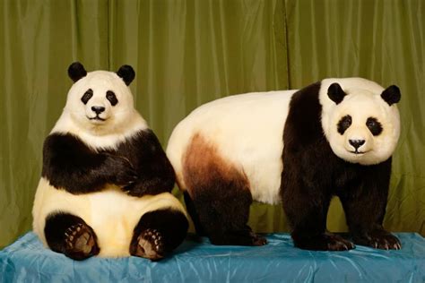 Reproduction of Pandas