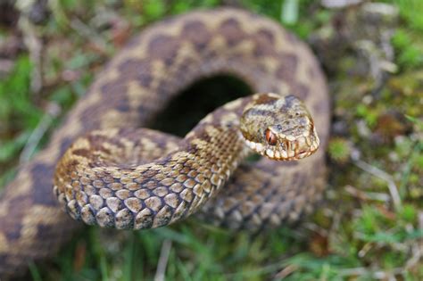 Denbighshire Countryside Service - Adder