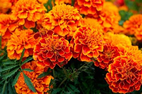 Top 10 Fast-Growing Annuals From Seed - Birds and Blooms
