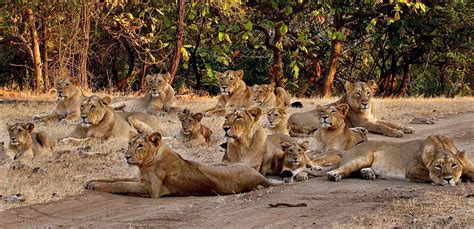 There are some unknown secrets of Asiatic Lions in Gir forest, Gujarat