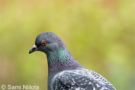 Samin luontokuvia nature photos: KESYKYYHKY eli pulu (Columba livia domestica)