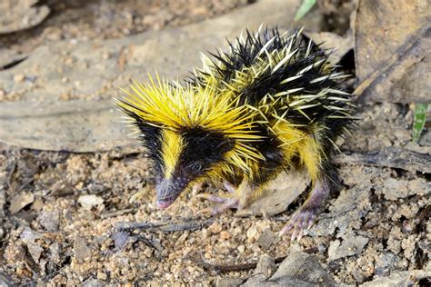 Tenrec Animal Characteristics, Habitat and Care With Photos