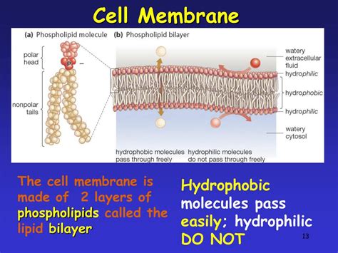 PPT - The Plasma Membrane - PowerPoint Presentation, free download - ID:3978729